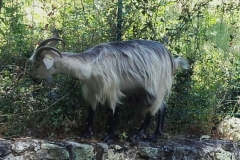 D 291